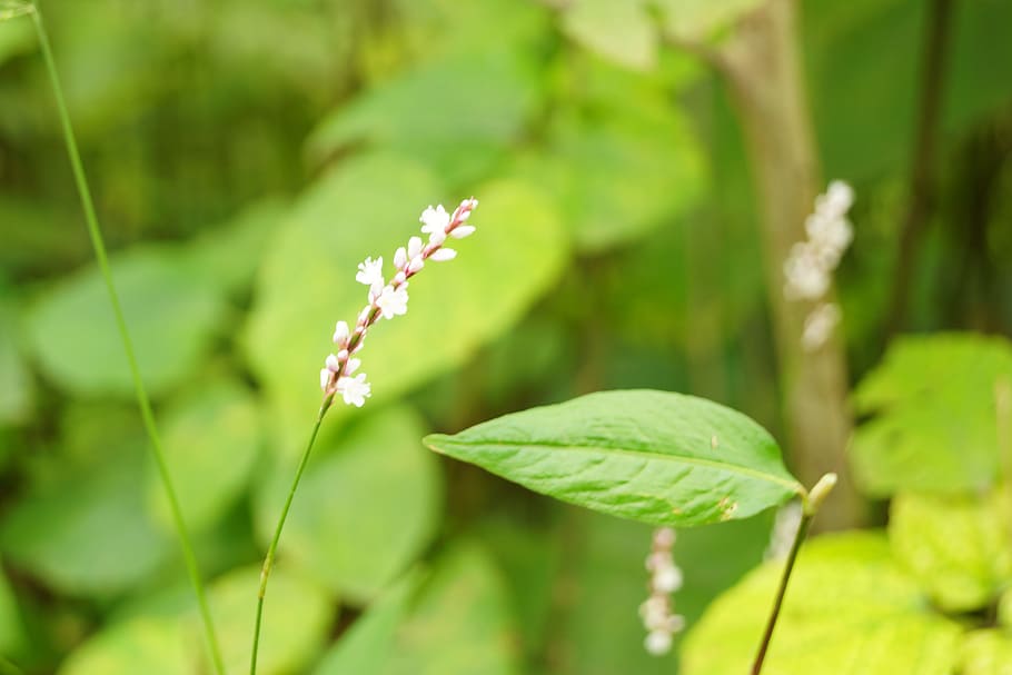 Flower, Green, Grass, Fresh, green color, nature, plant, growth HD wallpaper