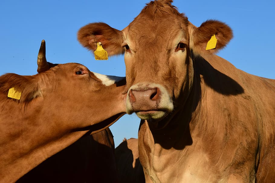 two brown cows, pasture, kiss, cattle, sky, friends, animals