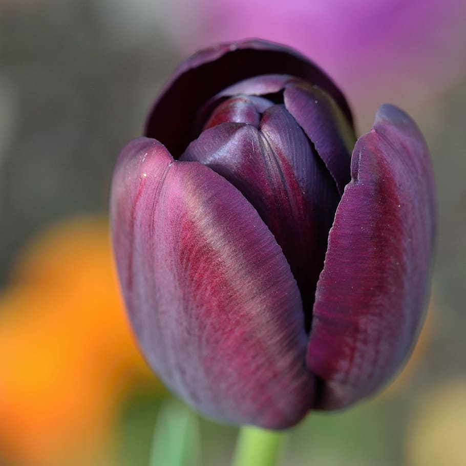 tulip, flower, flowers, freshness, close-up, fragility, vulnerability HD wallpaper