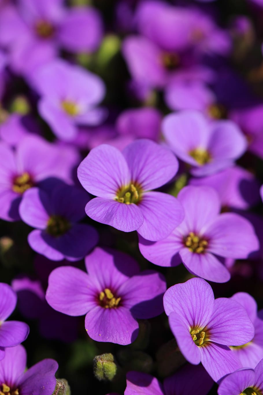 spring, nature, blossom, summer, garden, petal, floral, bloom HD wallpaper