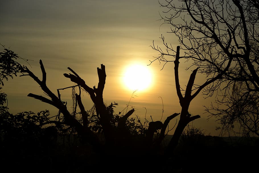 sol, twigs, sunset, against light, clouds in the sun, tree HD wallpaper