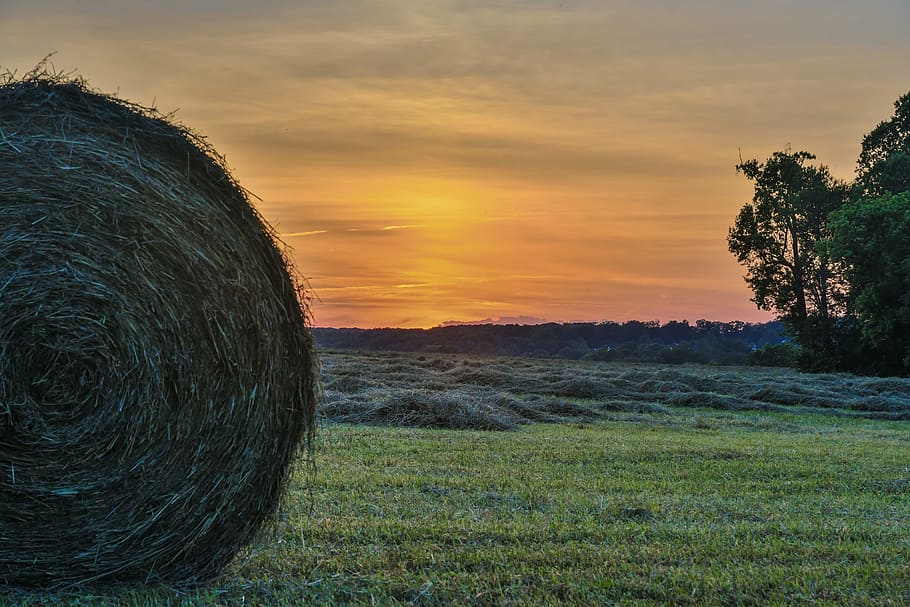 Hayfield During Sunset, dawn, dusk, grass, hay bale, light, Maryland Farm, HD wallpaper