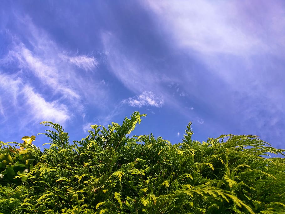 Conifer, Coniferous, Hedge, Garden, england, nature, blue, sky, HD wallpaper