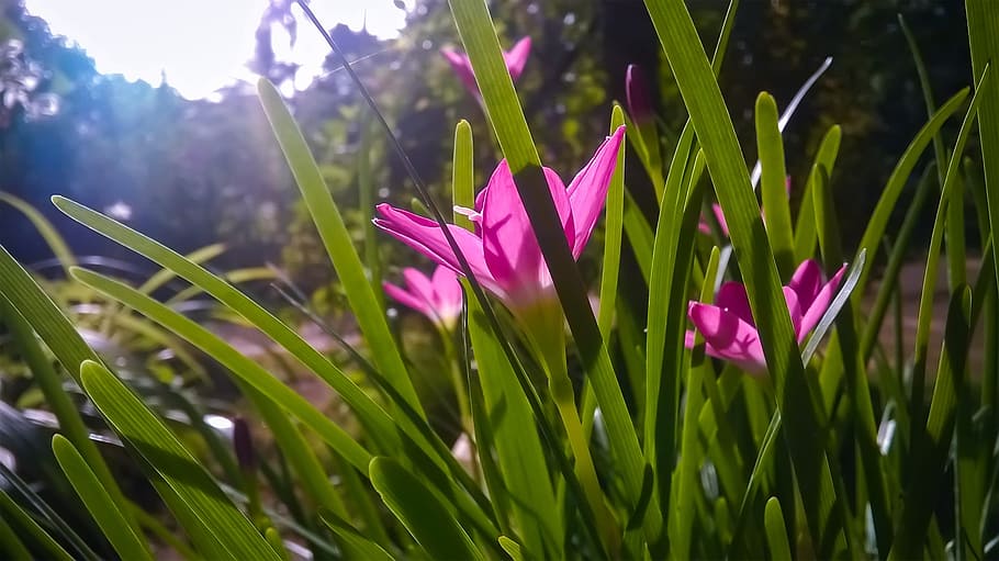 nature, flora, flower, summer, grass, plant, growth, beauty in nature HD wallpaper