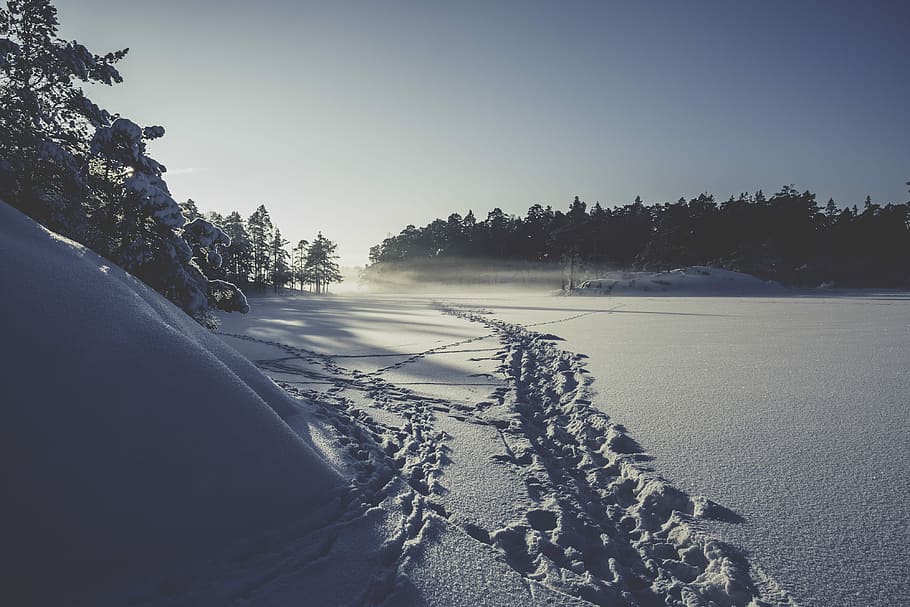 snowy forest during day time, landscape photography of trees covered with snow HD wallpaper