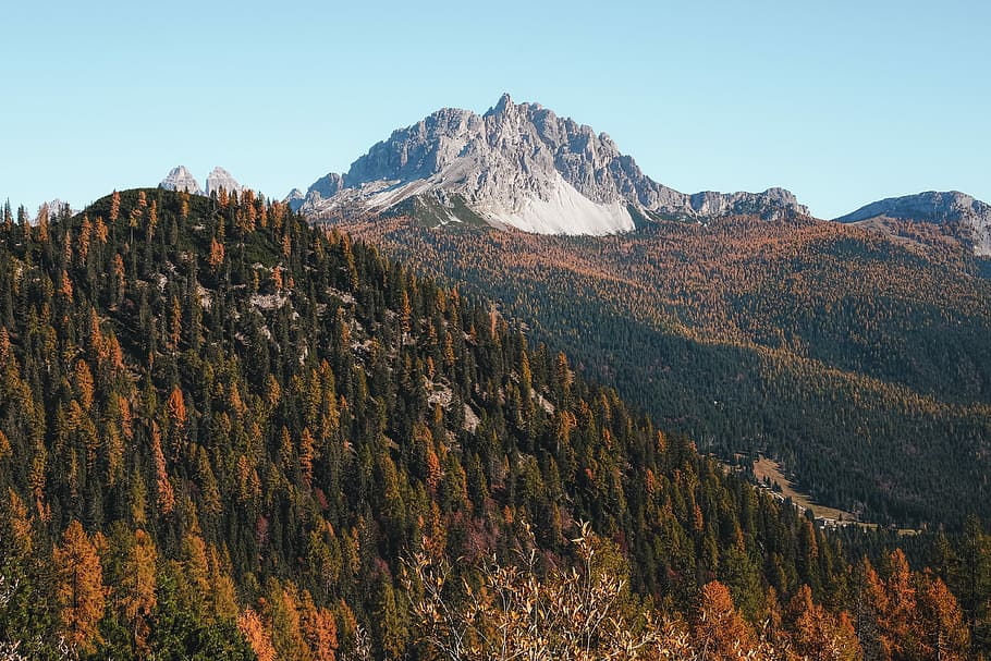 brow and green tree on moutain, forests near mountain photo, wood HD wallpaper
