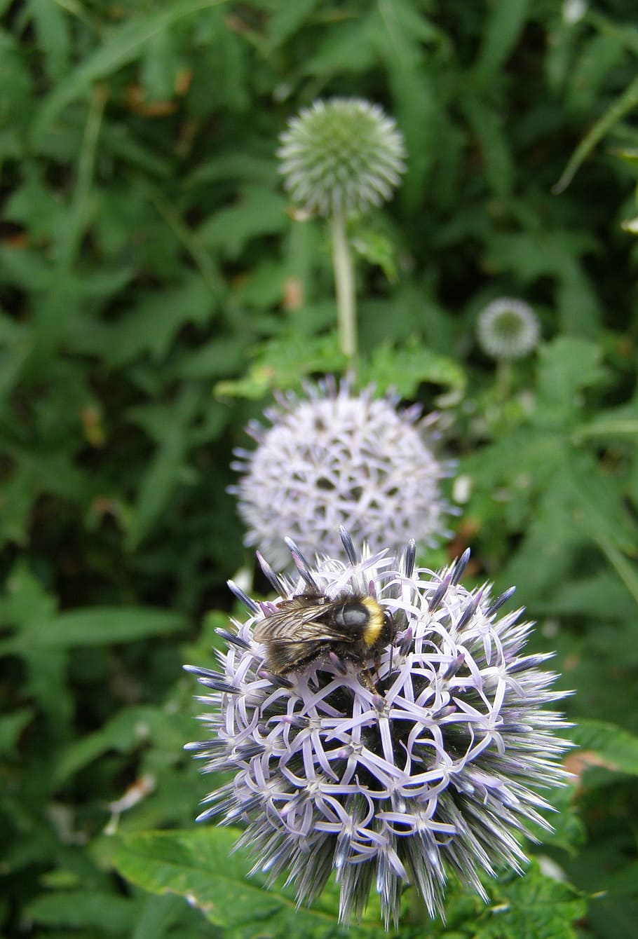 bee, allium, flower, plant, nature, garden, insect, botany HD wallpaper