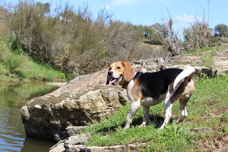 beagle, dog, nature, light, mammal, one animal, animal themes HD wallpaper