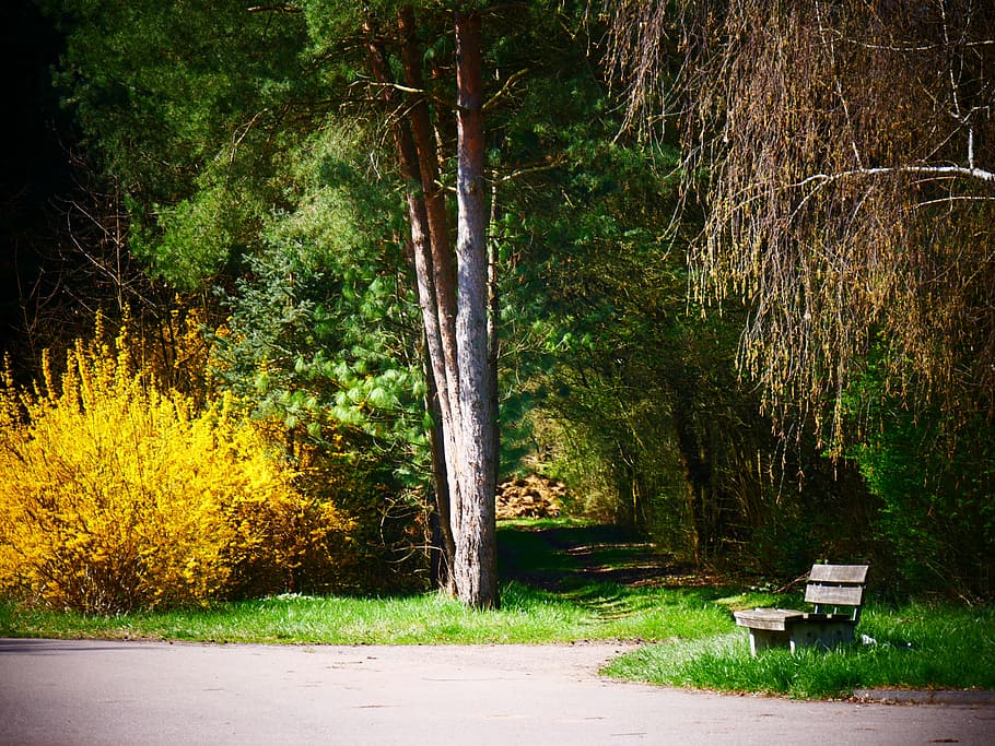 Forest, Spring, Bank, Trees, green, nature, mood, outdoors HD wallpaper