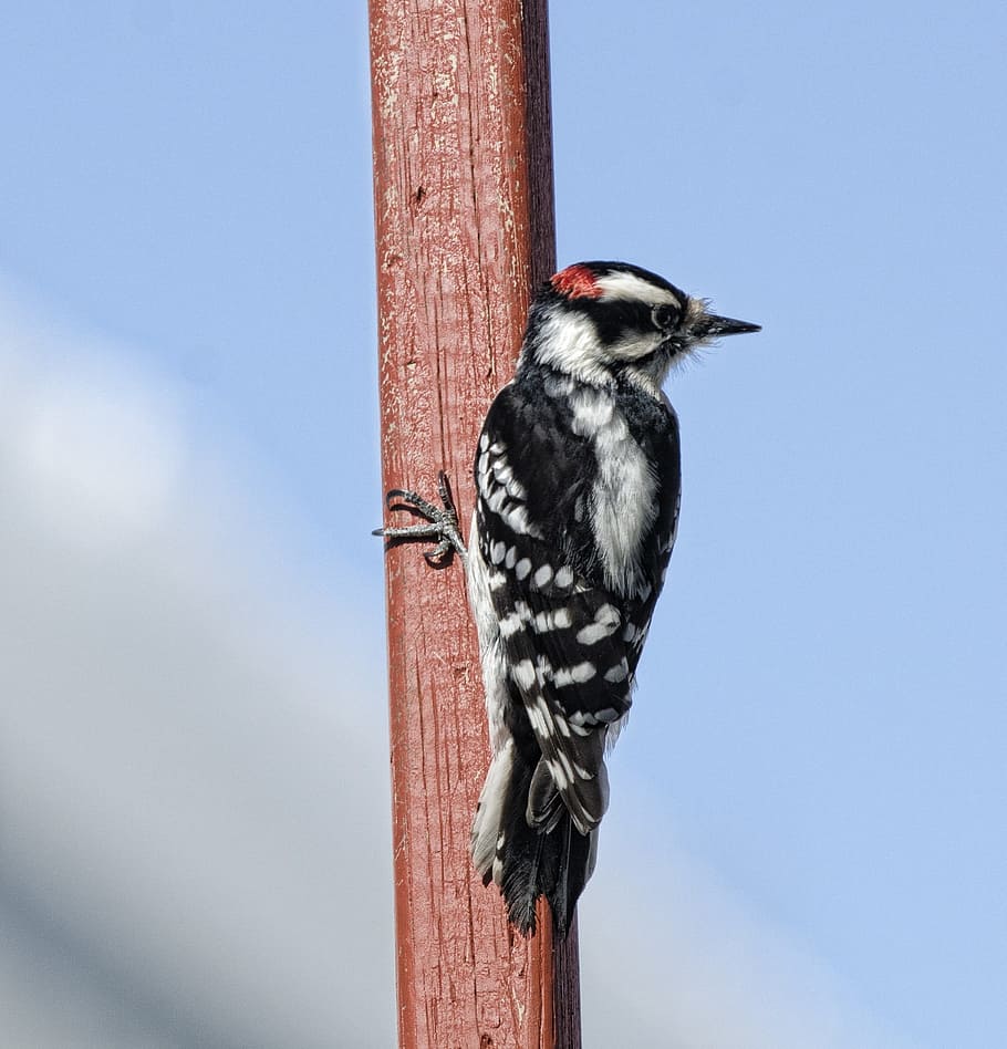 black and white woody woodpecker, downy woodpecker, bird, wildlife, HD wallpaper