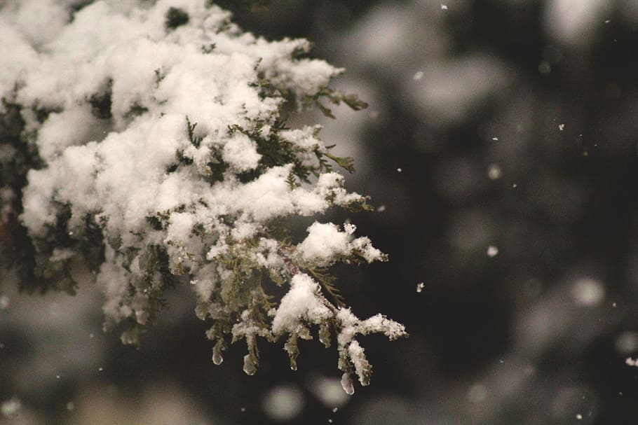 selective focus of snow coated pine tree, green tree with snow shallow focus photography HD wallpaper