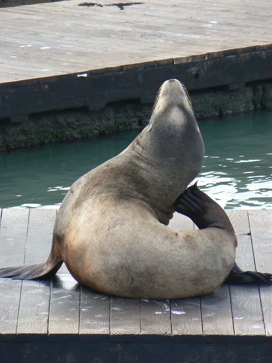 animal, mammal, marine, aquatic, sea-lion, sealion, brown, fauna, HD wallpaper