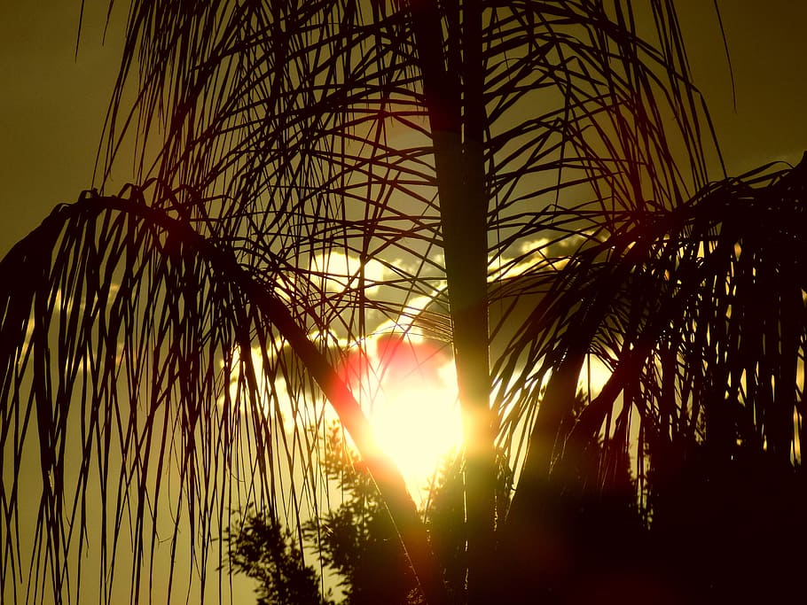 tree, palm tree, sunset, dusk, landscape, nature, palm trees HD wallpaper