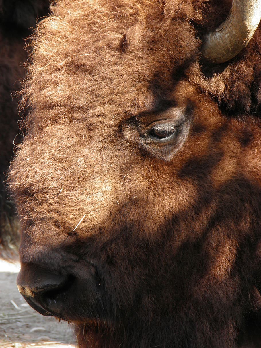 animals, bison, prague zoo, animal themes, mammal, animal wildlife HD wallpaper