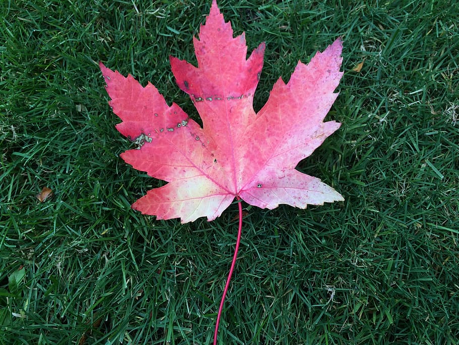 leaf, autumn, canada, plant part, change, maple leaf, nature HD wallpaper