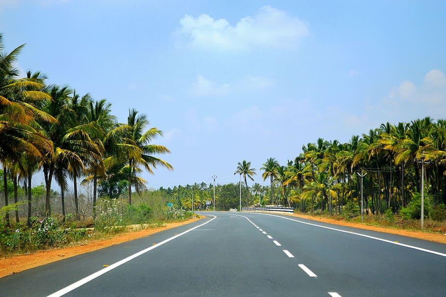 tamilnadu, india, road, travel, hill station, street, plant