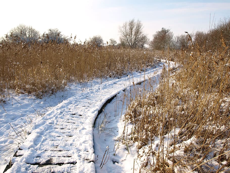 snow, track, winter, white, season, nature, landscape, cold HD wallpaper