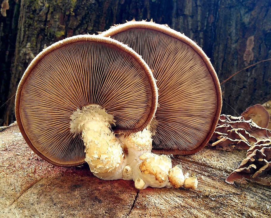low angle photography of mushrooms, lamellar mushrooms, screen fungus, HD wallpaper