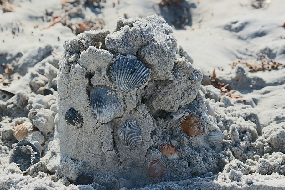 sand, shell, ocean, beach, summer, nature, seashell, coast HD wallpaper