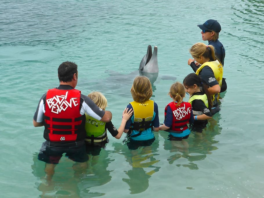 dolphin, performance, wildlife, aquatic, play, marine, children HD wallpaper