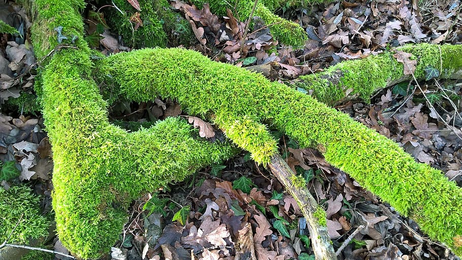 Moss, Nature, Forest, Tree Stump, plant, close, animal wildlife HD wallpaper