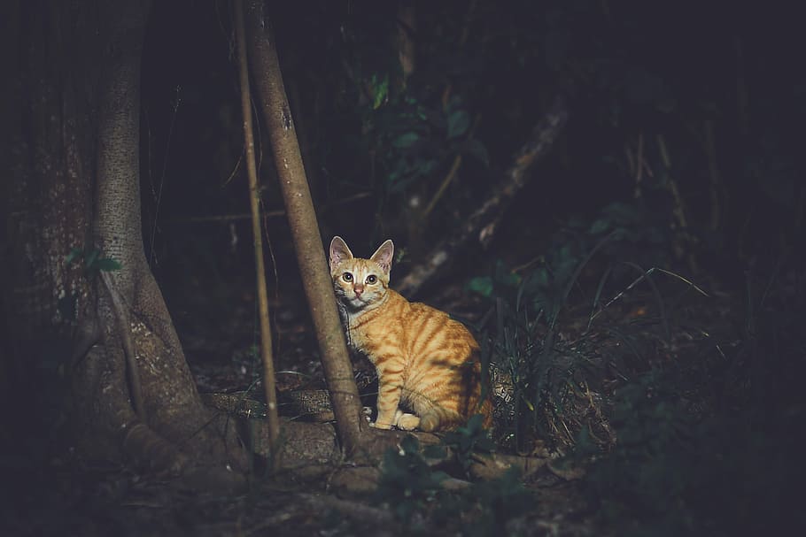 adult orange tabby cat, orange tabby cay beside wooden pole, feline HD wallpaper