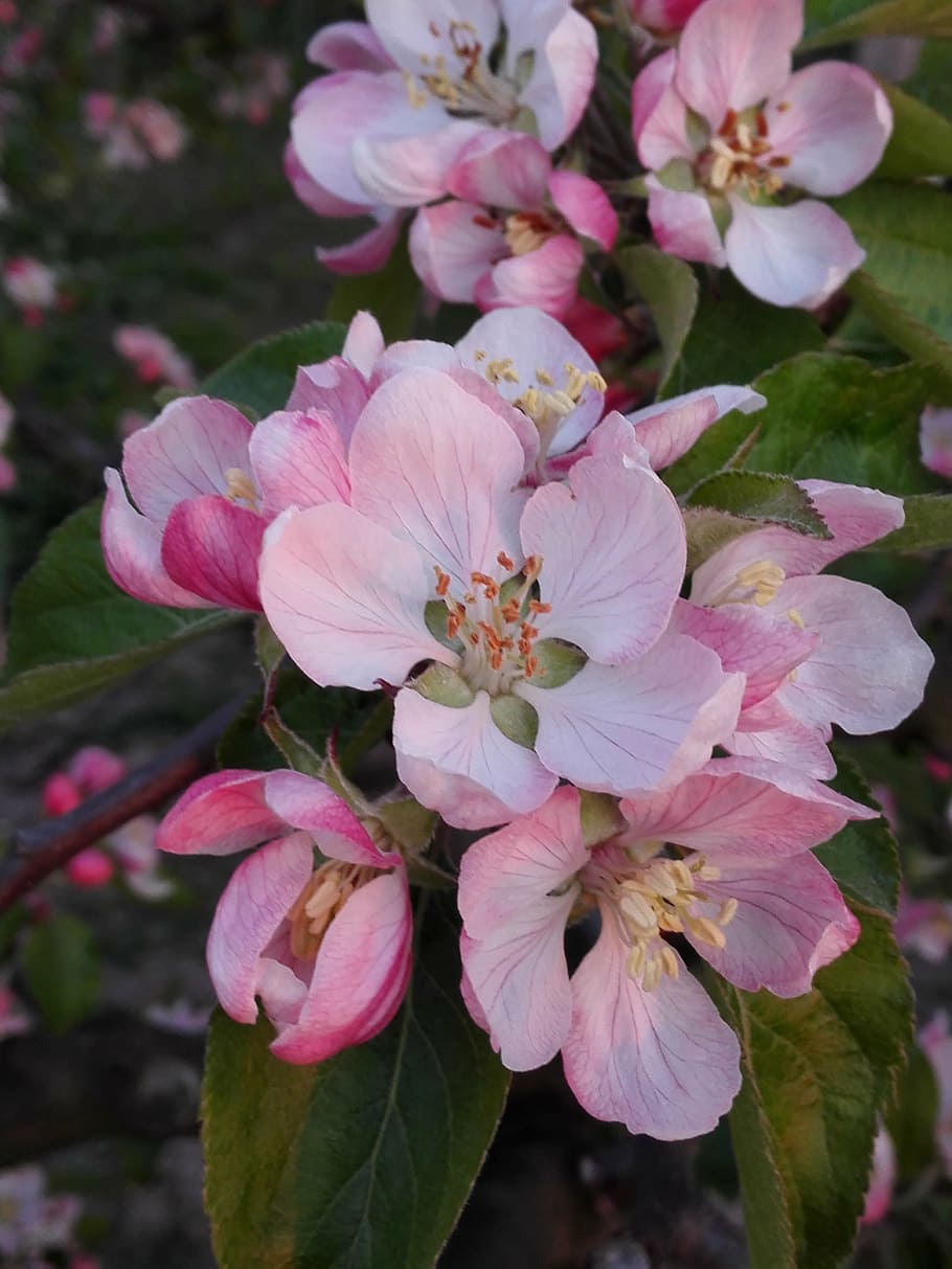 pink-and-white petaled flowers in bloom, garden, plant, spring HD wallpaper