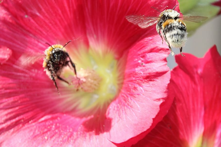 animals, insect, pollen, hummel, stock rose, summer, flowers HD wallpaper