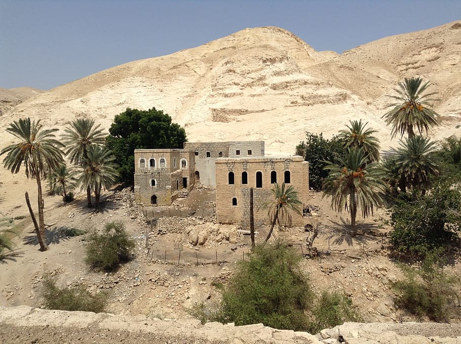 brown stone house beside palm trees, oasis, desert, israel, plant