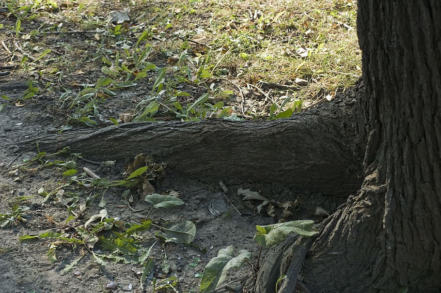 tree, root, roots, forest, trunk, nature, woods, environment HD wallpaper