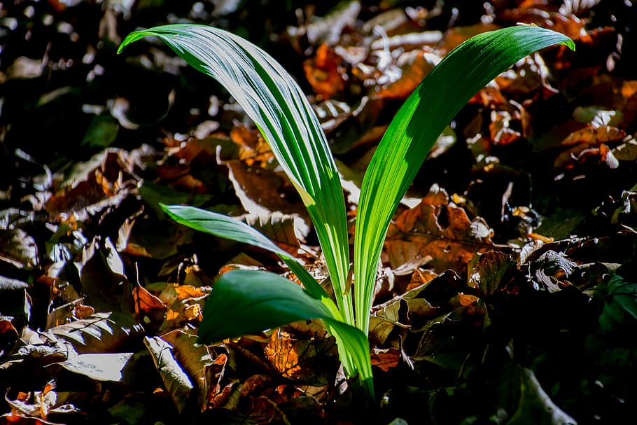 leaf, green, green leaf, plant, shadow play, leaves, growth HD wallpaper