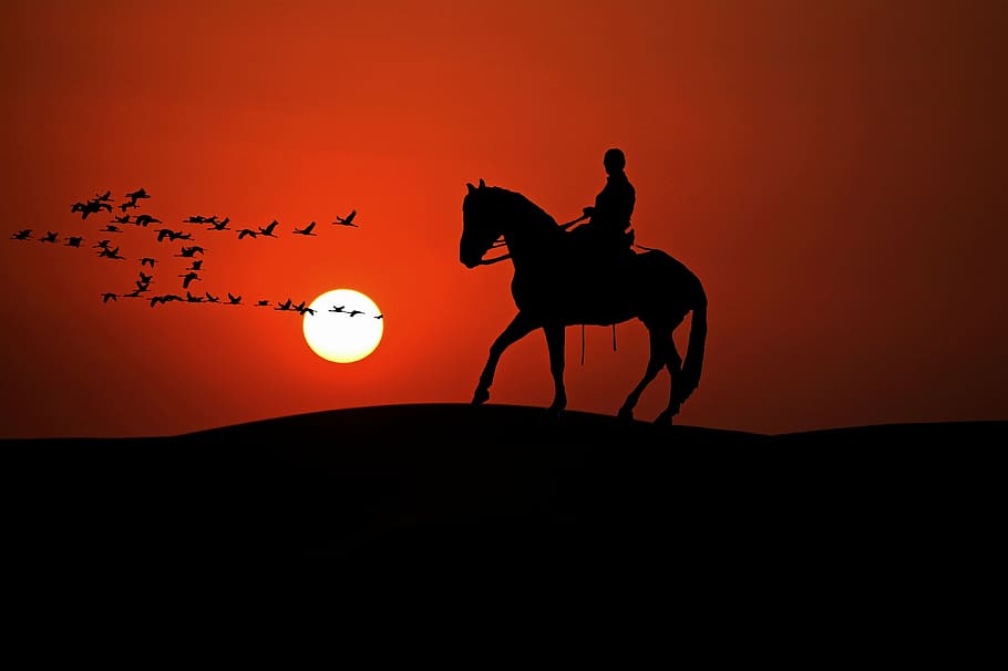 silhouette of person on horse and birds during golden hour, reiter, HD wallpaper