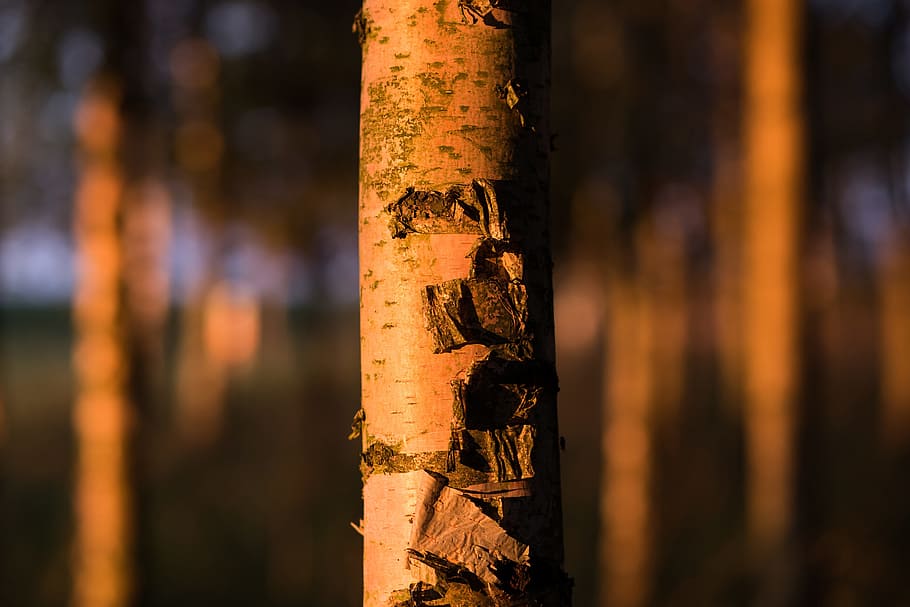 nature, birch, close up, forest, golden, hour, sunset, tree HD wallpaper