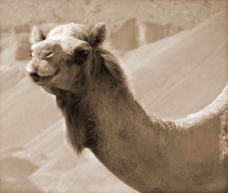 camel, desert, travel, dune, hot, exotic, sahara, dromedary, HD wallpaper