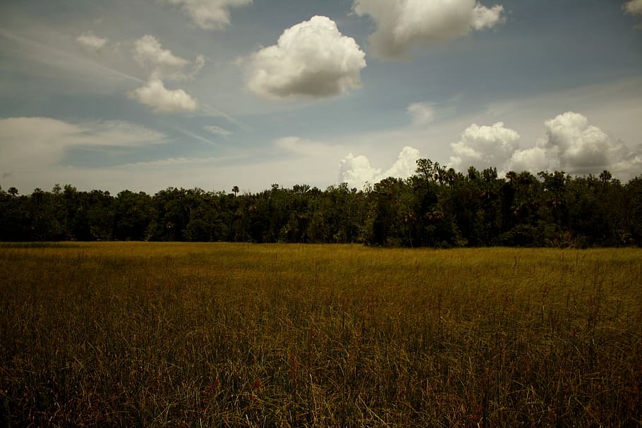 Treeline, Trees, Grass, Natural, tall grass, environment, blue HD wallpaper