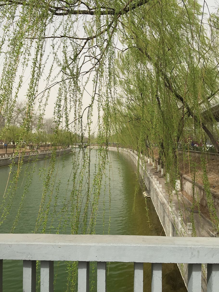spring, green, willow, running water, nature, tree, river, outdoors HD wallpaper
