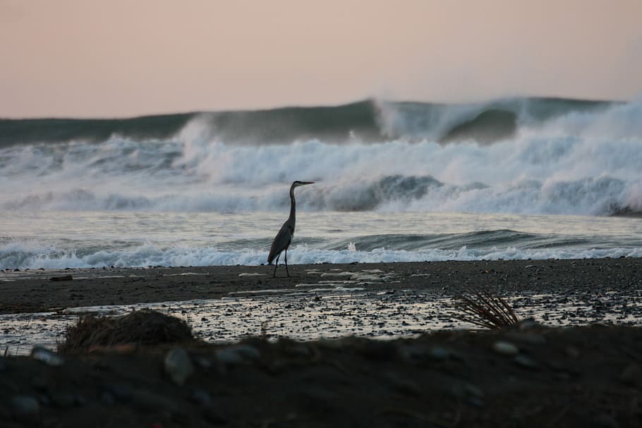 Ocean, Heron, Nature, bird, water, animals in the wild, animal themes HD wallpaper