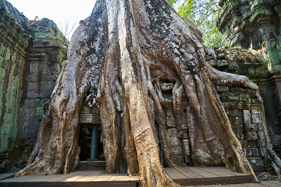 gray stone brick temple during daytime, tree, nature, plant HD wallpaper