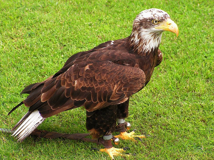 bald eagle, cub, bird, predator, falconry, animal themes, bird of prey HD wallpaper