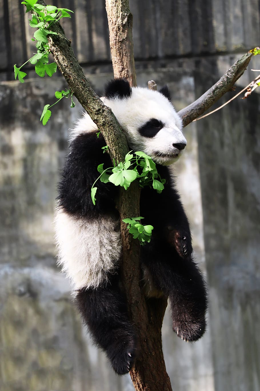 panda, mammal, zoo, animal themes, tree, plant, one animal HD wallpaper