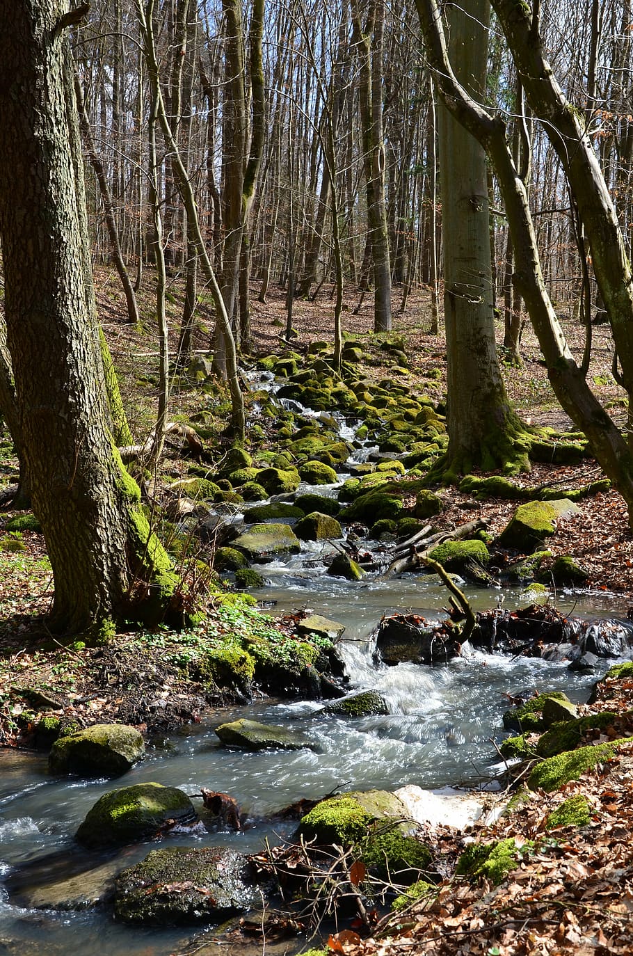 forest, source, nature, bach, creek, stones, moss, water, waters HD wallpaper