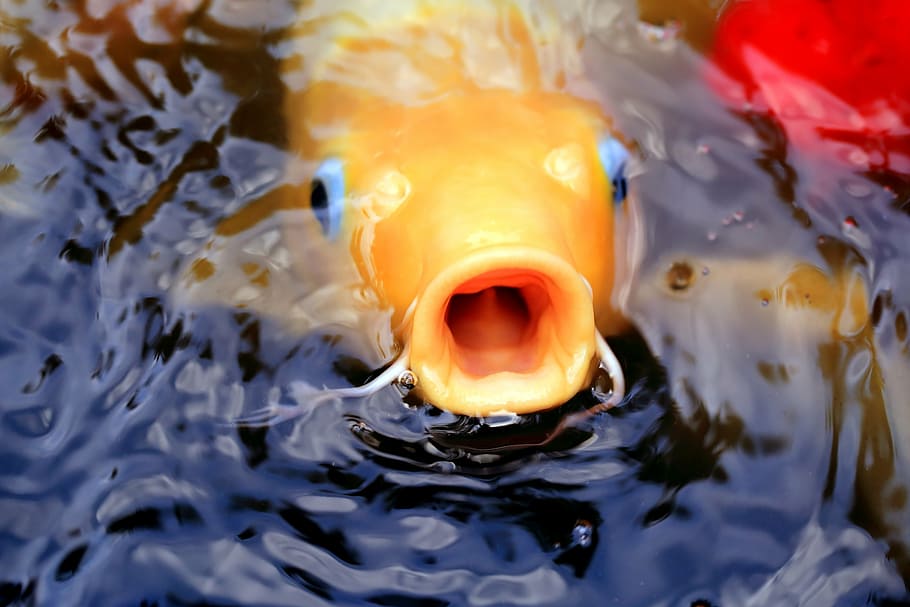 yellow fish underwater, koi, pond, japanese, asian, aquatic HD wallpaper