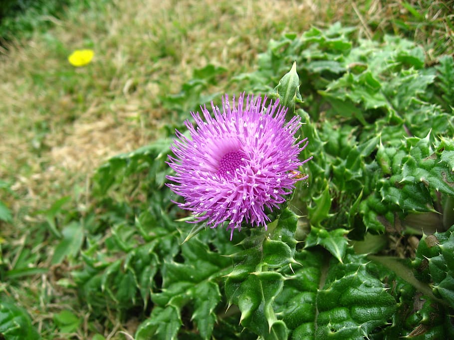 Thistle, Pink, Leaf, red purple, green, ishigaki island, uganzaki HD wallpaper