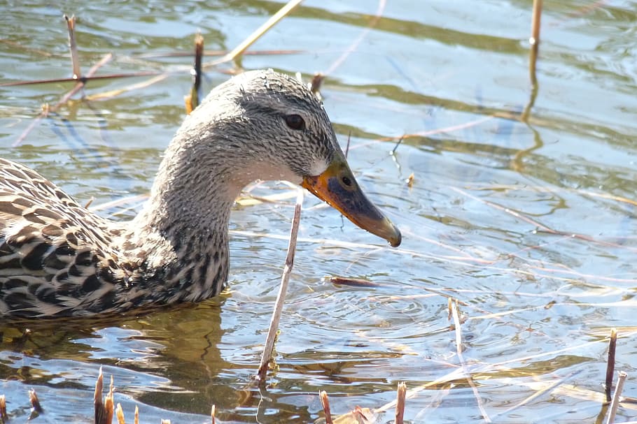 Canard, Quebec, Canada, one animal, water, animals in the wild HD wallpaper