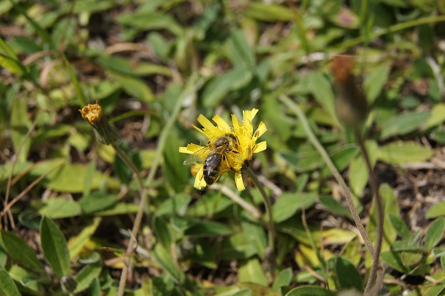 bee, macro, flower, yellow, nature, insect, summer, plant, flowering plant HD wallpaper