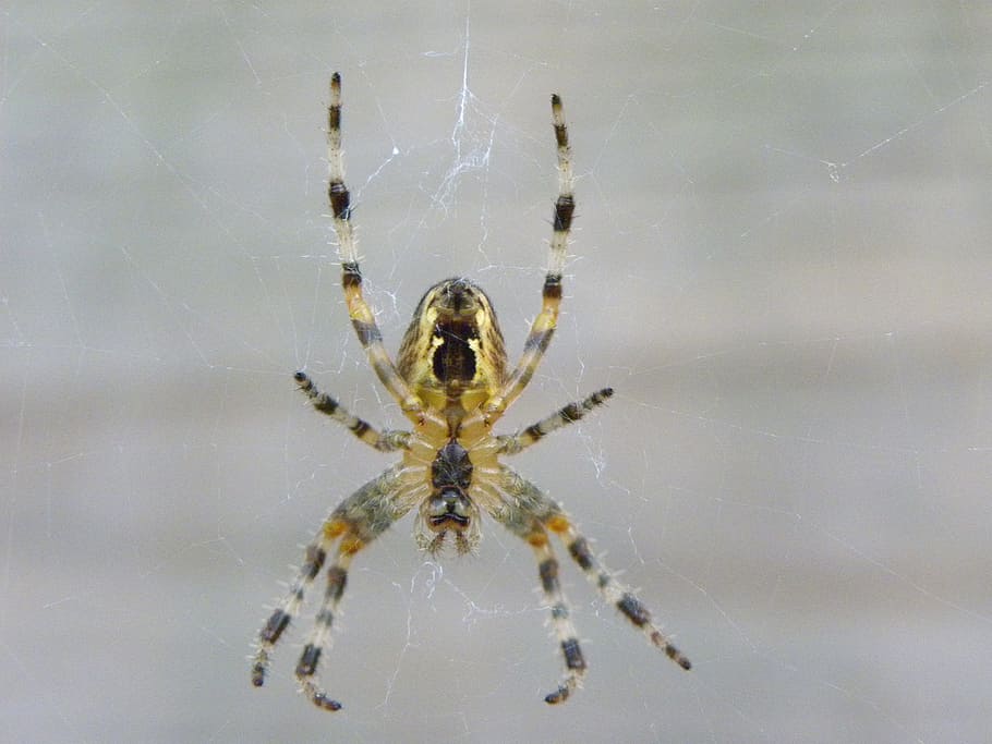 spin, bug, nature, web, insects, macro, legs, garden, animals HD wallpaper