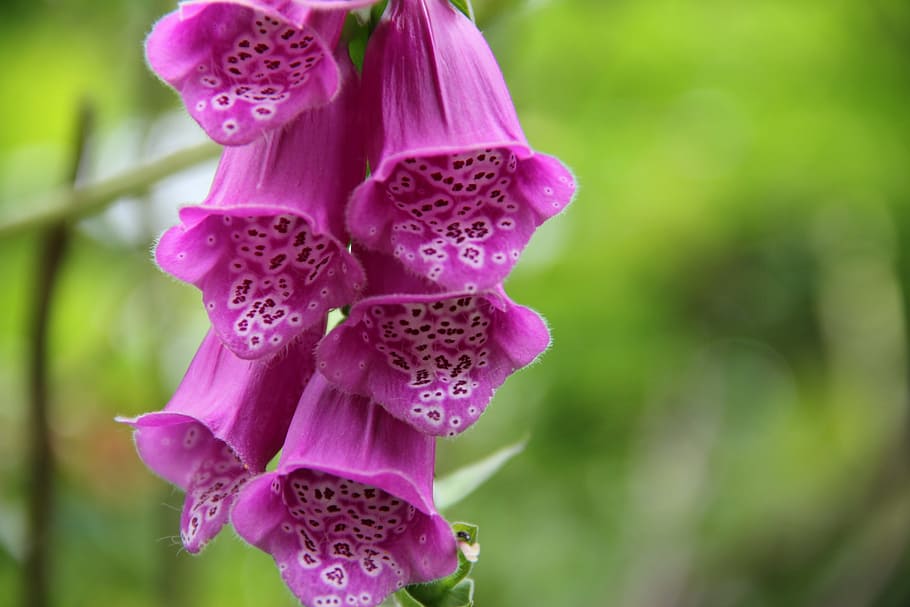 thimble, digitalis, bell flower, flowering plant, fragility HD wallpaper