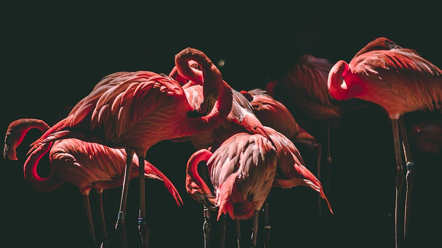photography of flamingos, several flamingos inside dim lighted room, HD wallpaper