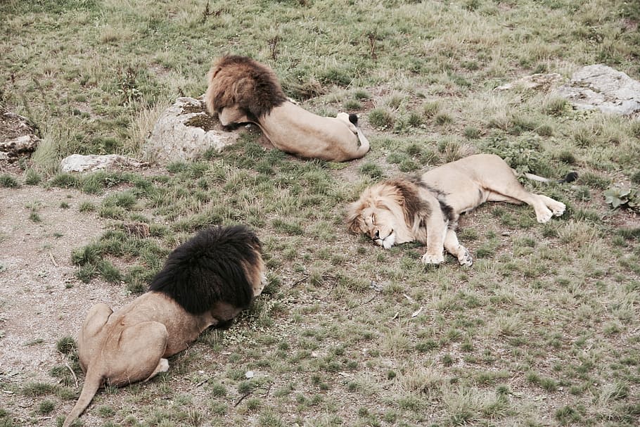 three lions lying on brown grass, three lions lying on grass HD wallpaper