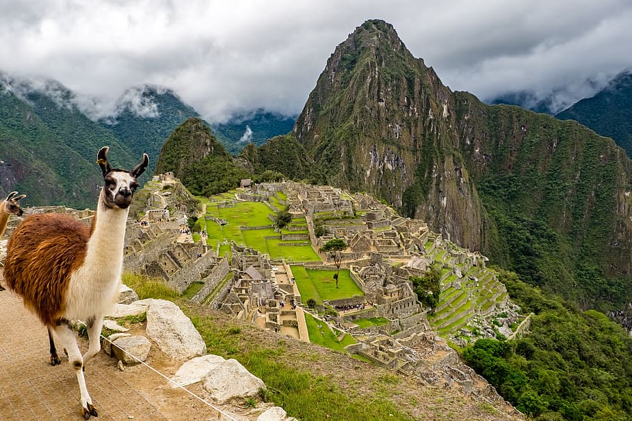 Machu Picchu, peru, lama, world heritage, landscape, old ruin, HD wallpaper